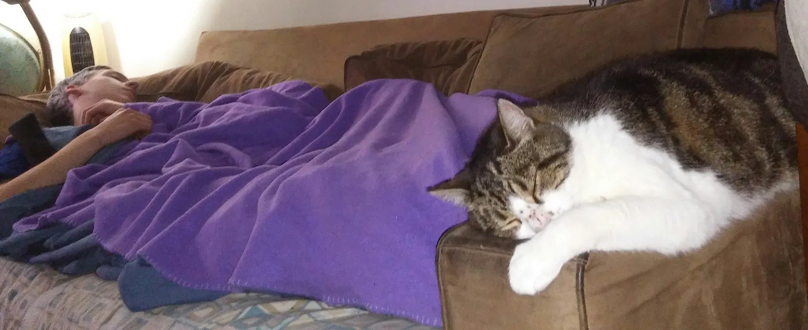 Lost cat in Columbus, OH, 43204