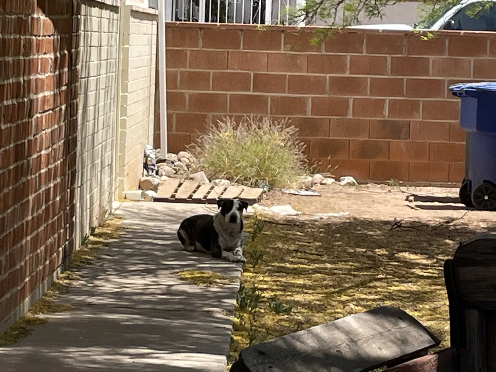 Found dog in Tucson, AZ, 85710