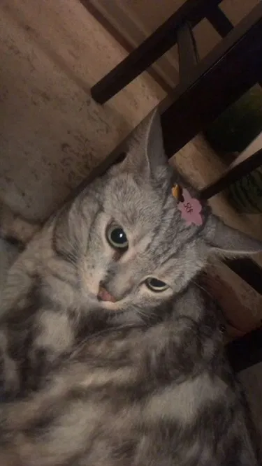 Lost cat in Antelope, CA, 95843