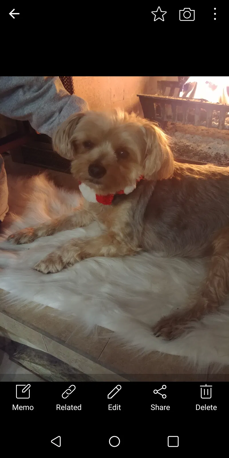 Lost dog in Hudson, FL, 34667