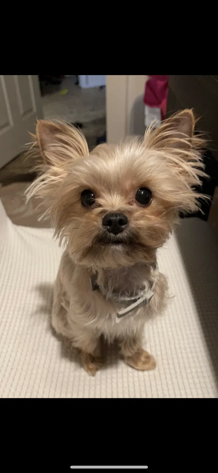 Lost dog in Bedford, TX, 76022