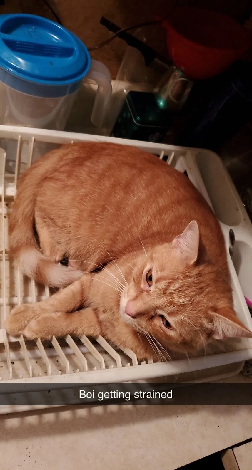 Lost cat in Pittsburgh, PA, 15235