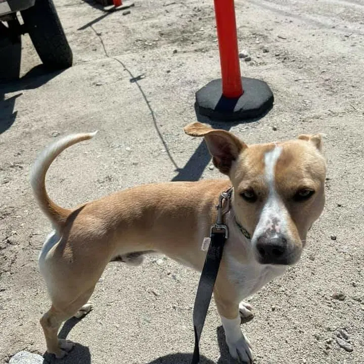 Lost dog in Lebec, CA, 93243