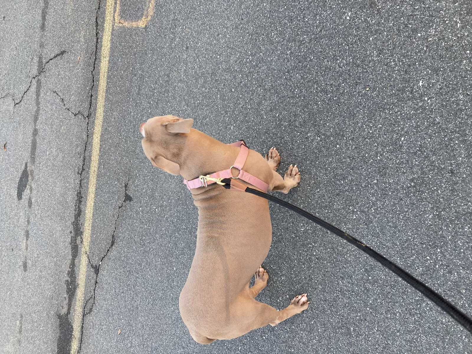 Lost dog in Graham, NC, 27253