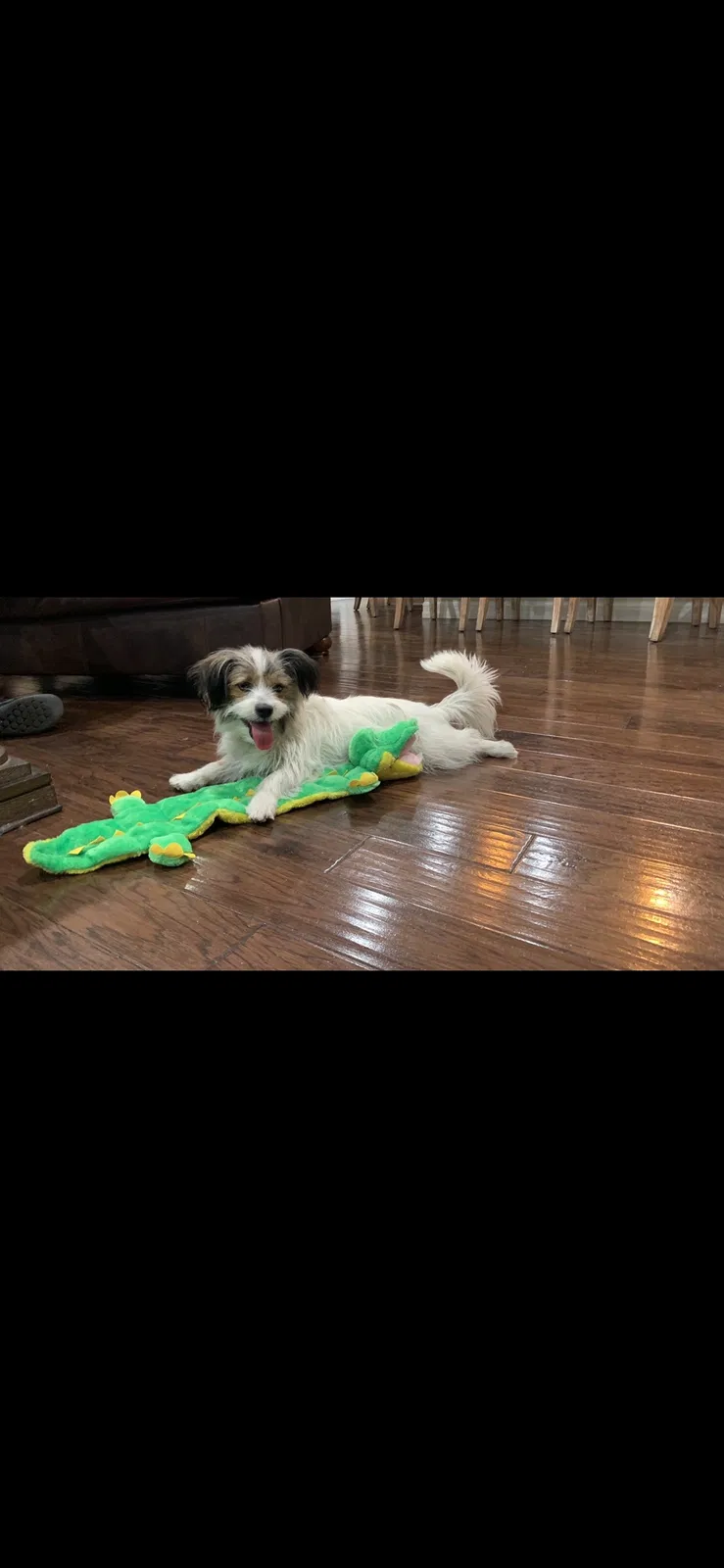 Lost dog in Rancho Cucamonga, CA, 91739