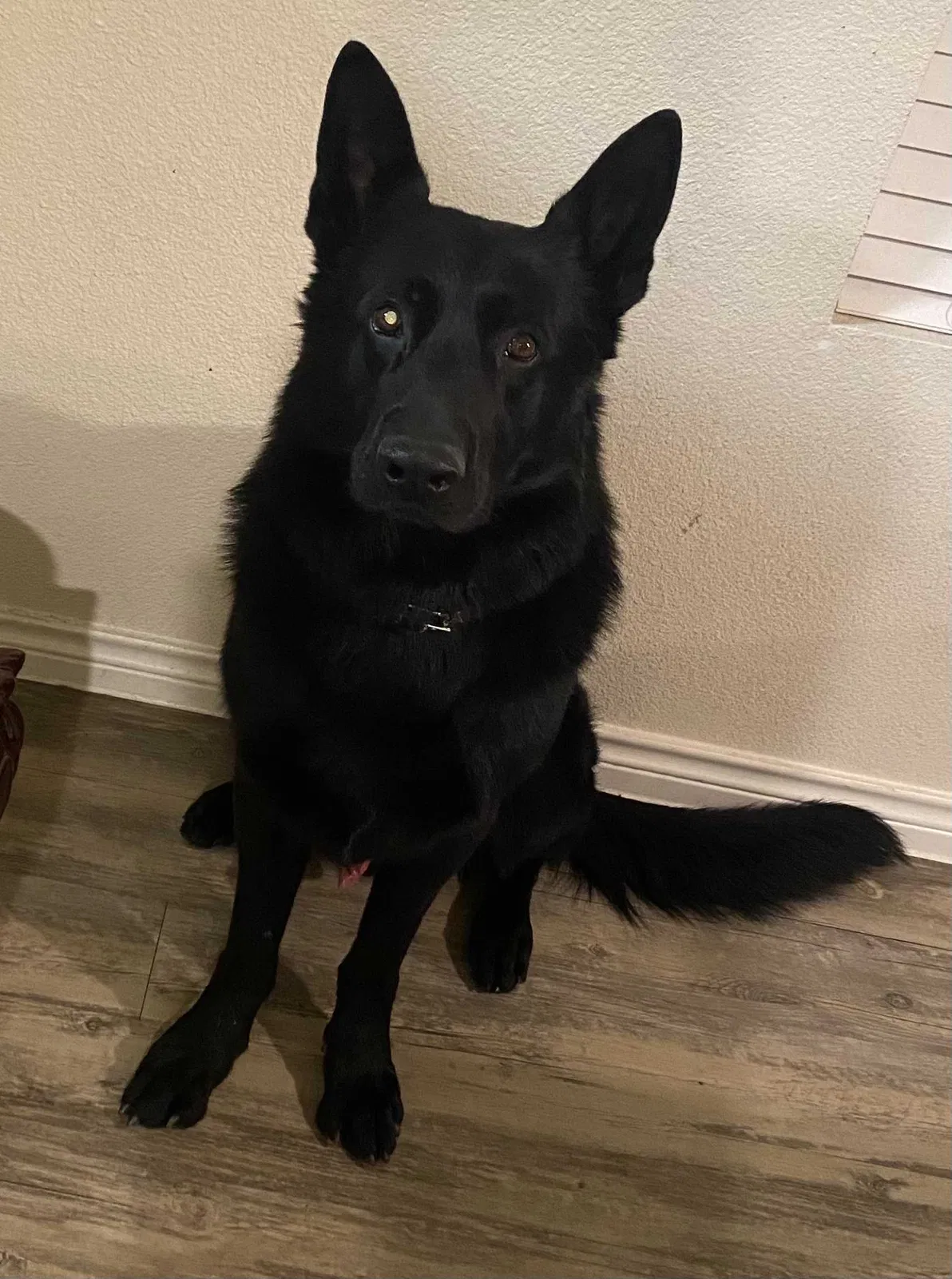 Lost dog in Dallas, TX, 75241