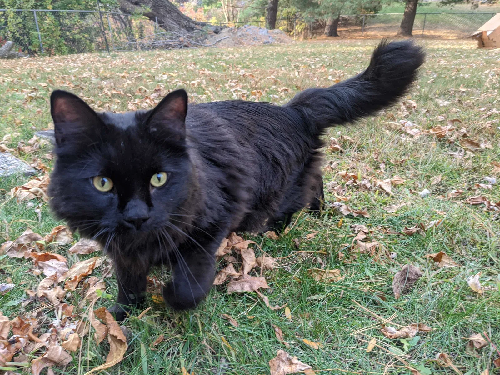 Lost cat in Saint Paul, MN, 55126