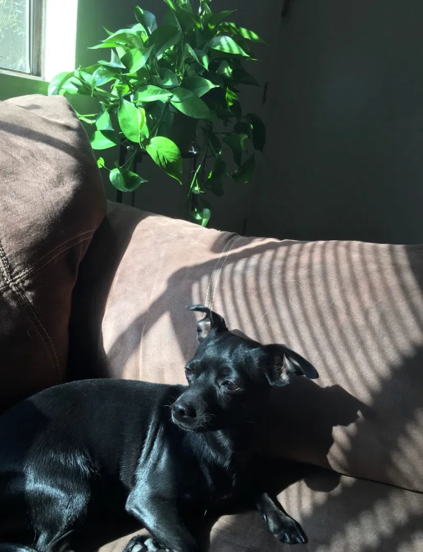 Lost dog in Visalia, CA, 93277