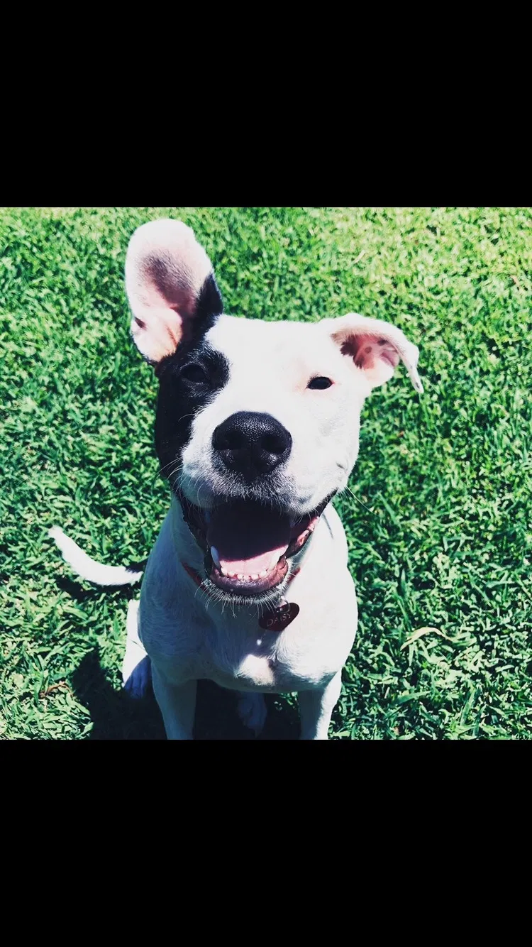 Lost dog in Fresno, CA, 93727