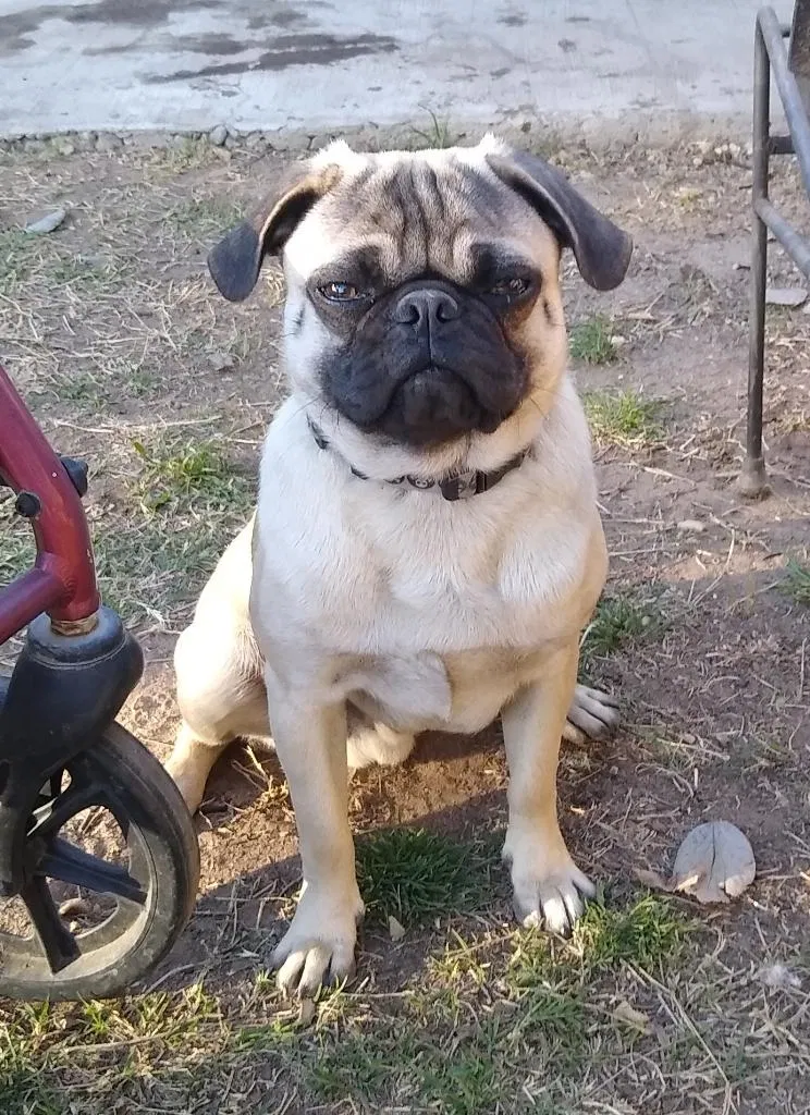 Lost dog in Fresno, CA, 93706