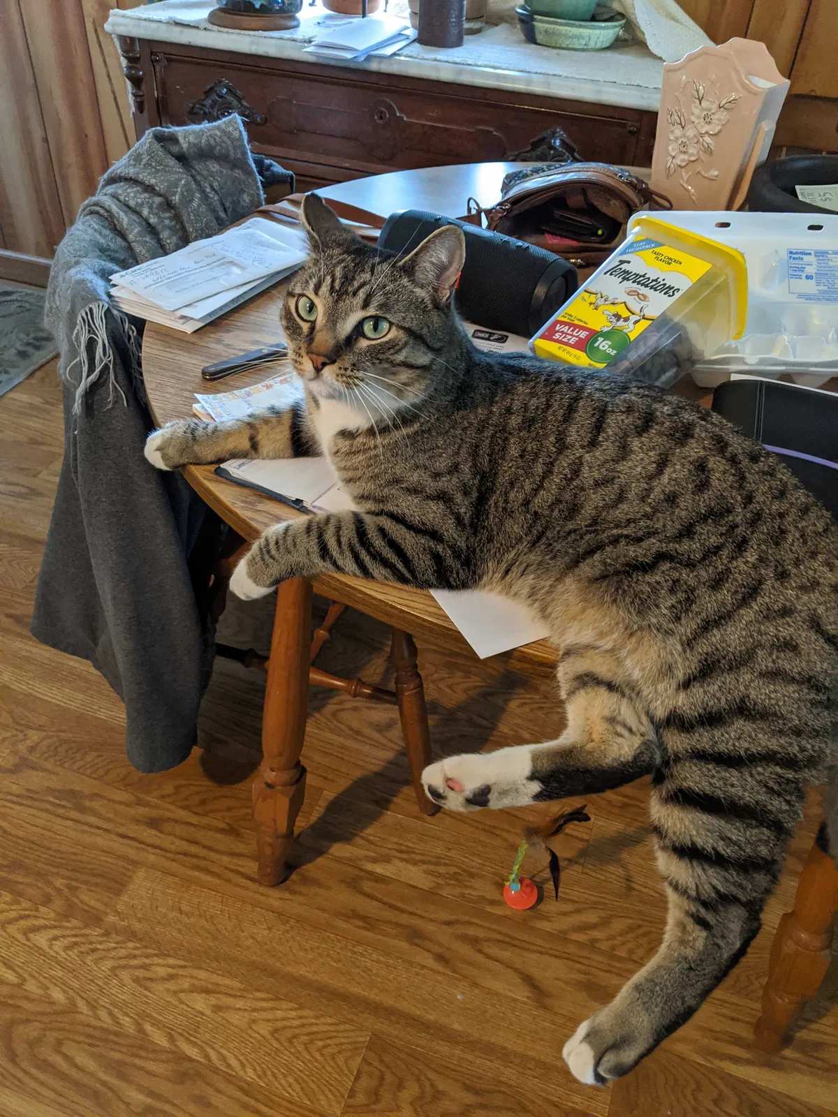 Lost cat in Missoula, MT, 59801