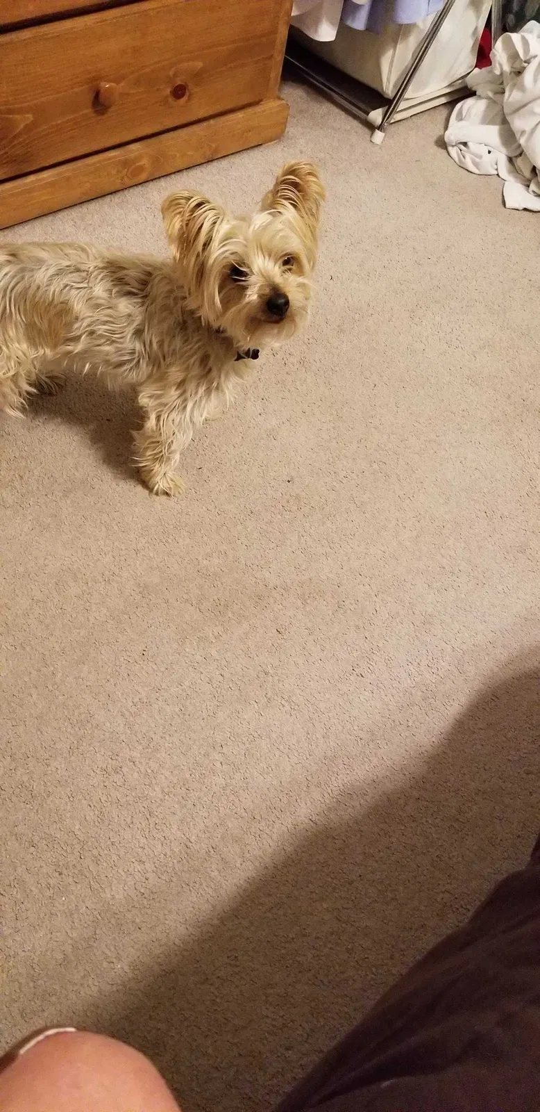 Lost dog in Hesperia, CA, 92345