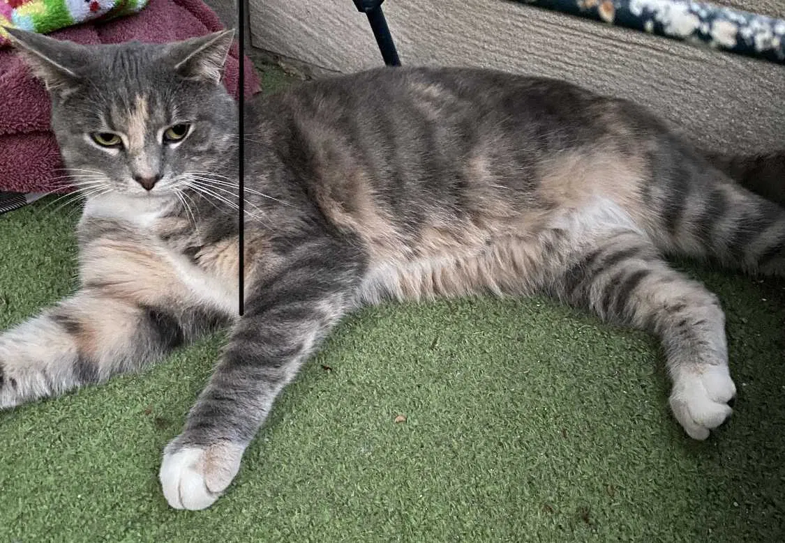Lost cat in Muncie, IN, 47304