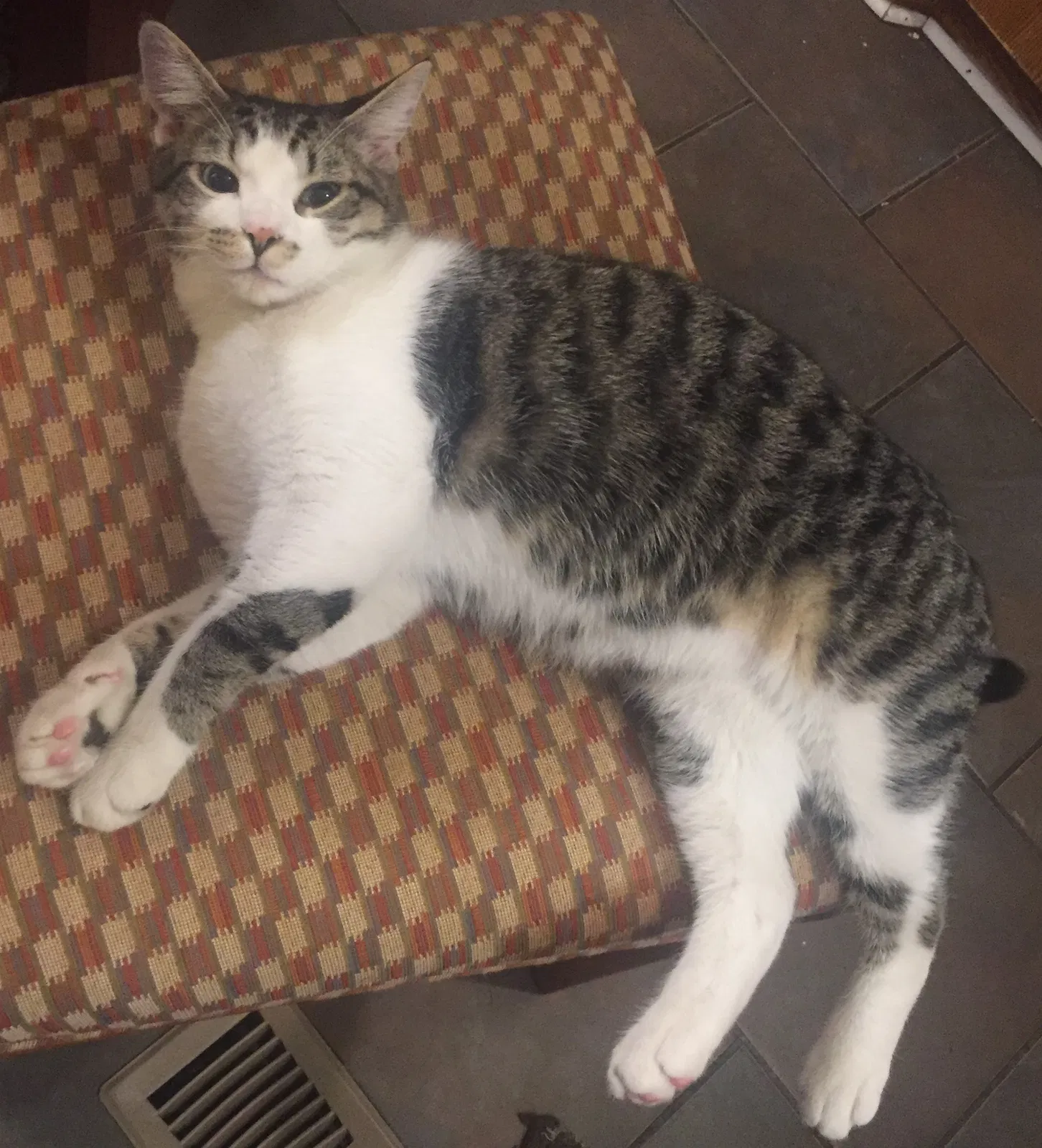 Lost cat in Benton, AR, 72015