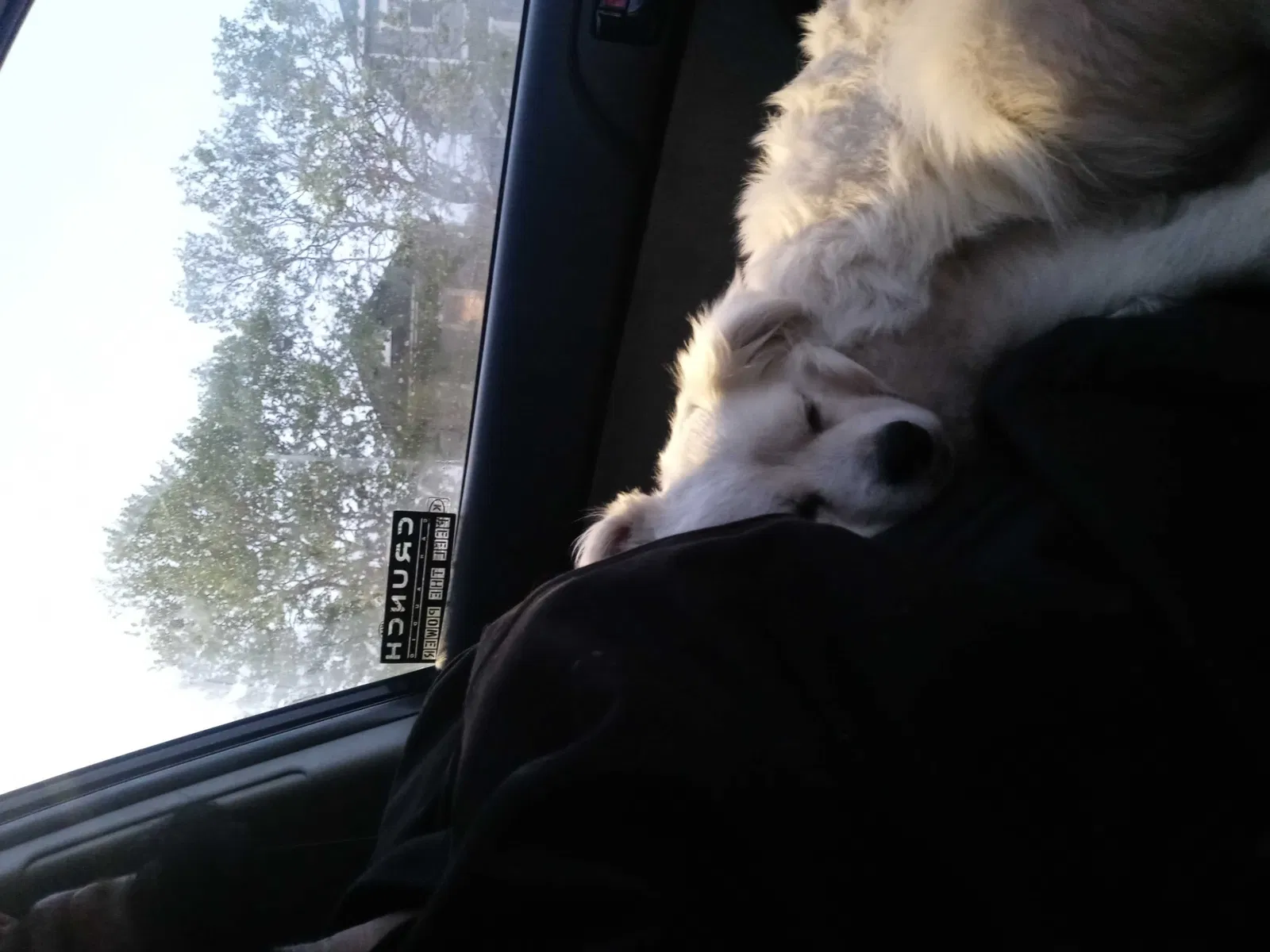 Lost dog in Pittsburg, CA, 94565