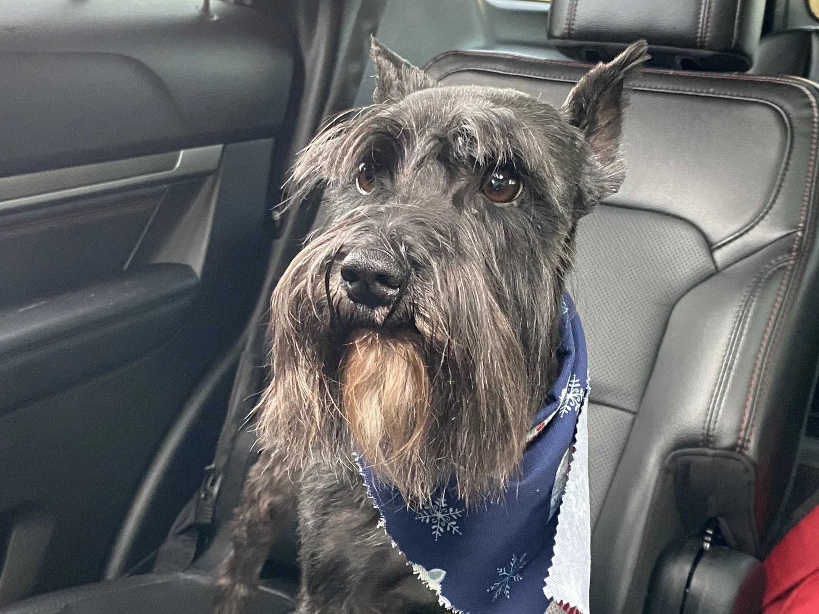 Lost dog in Richlands, NC, 28574