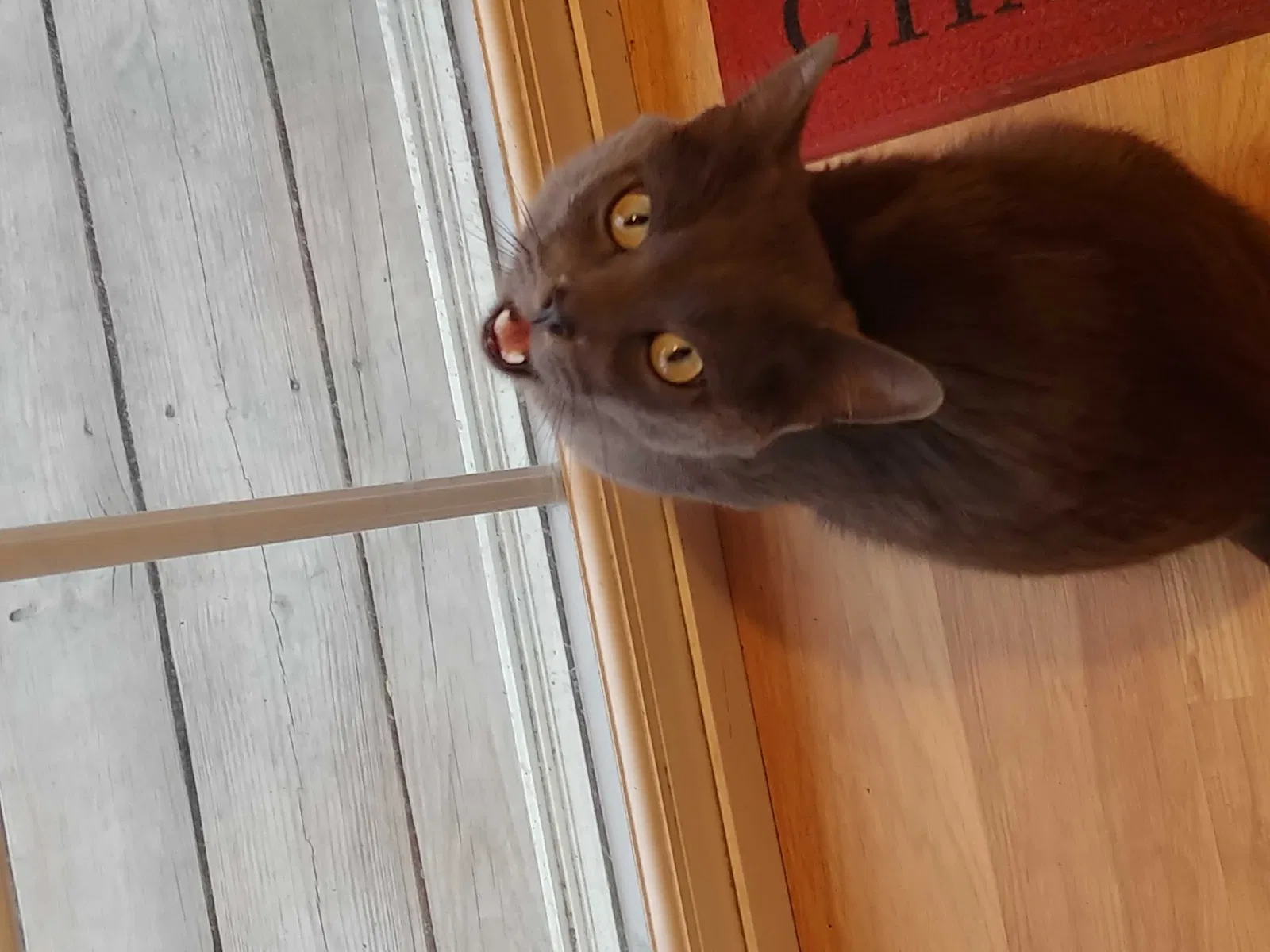 Found cat in Council Bluffs, IA, 51501