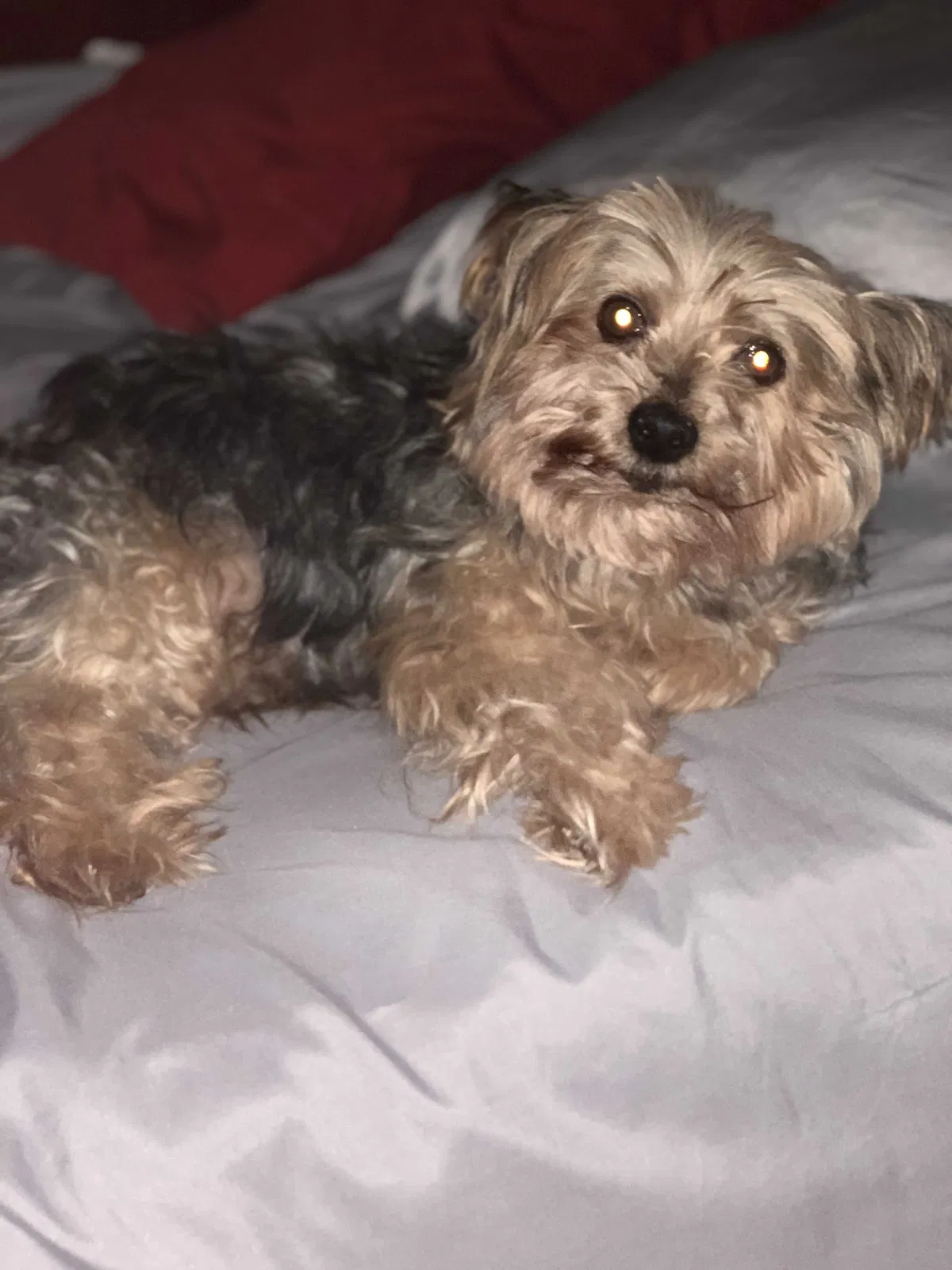 Lost dog in Tulsa, OK, 74145