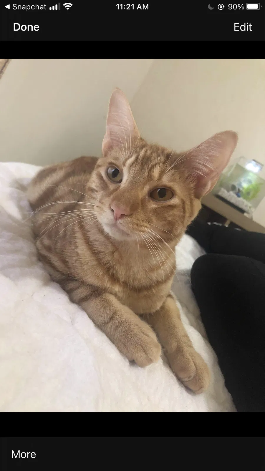 Lost cat in Pompano Beach, FL, 33064