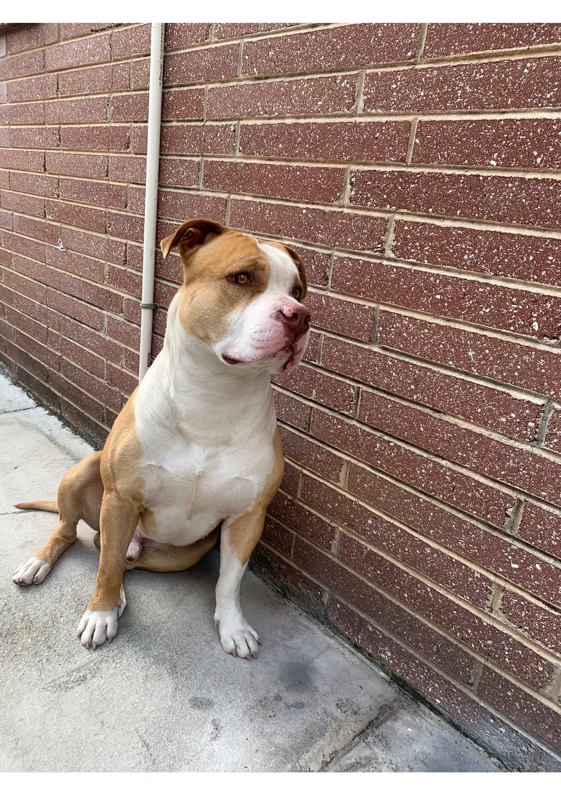 Lost dog in Jacksonville, FL, 32277