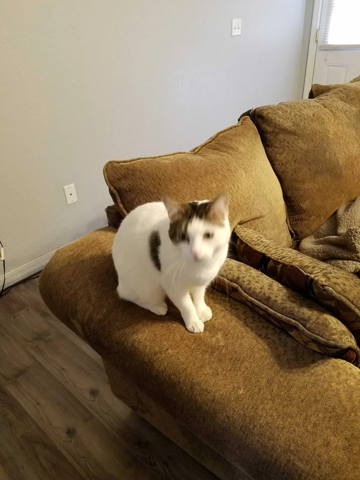 Lost cat in Glencoe, AR, 72539