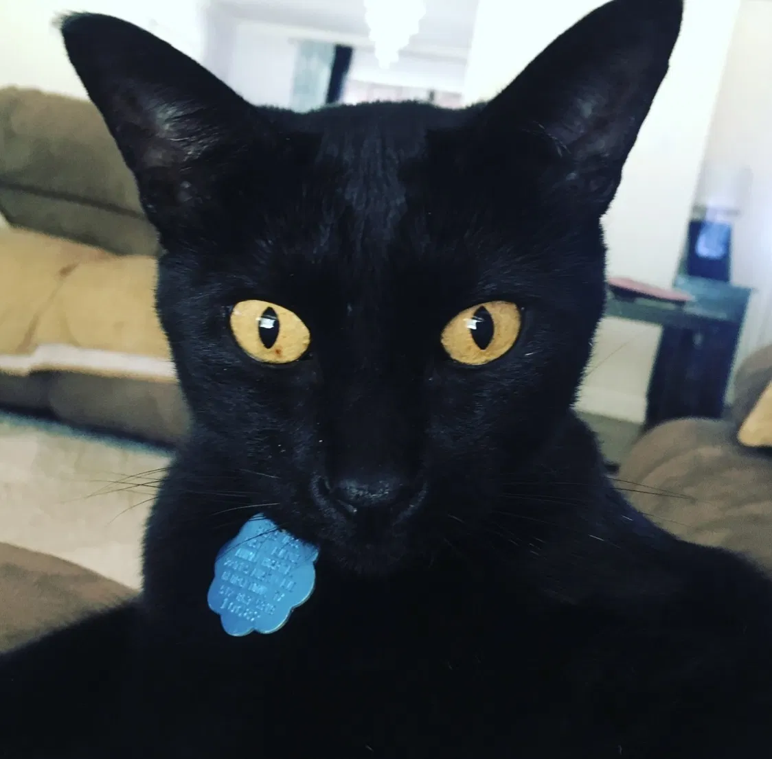Lost cat in Georgetown, TX, 78633