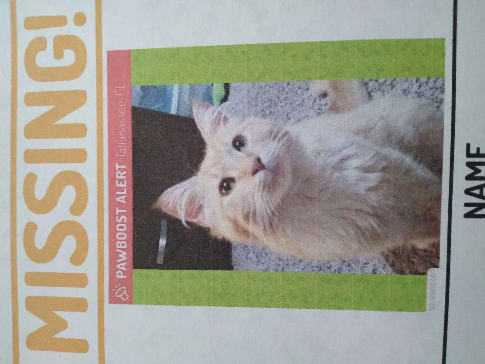 Lost cat in Tallahassee, FL, 32309