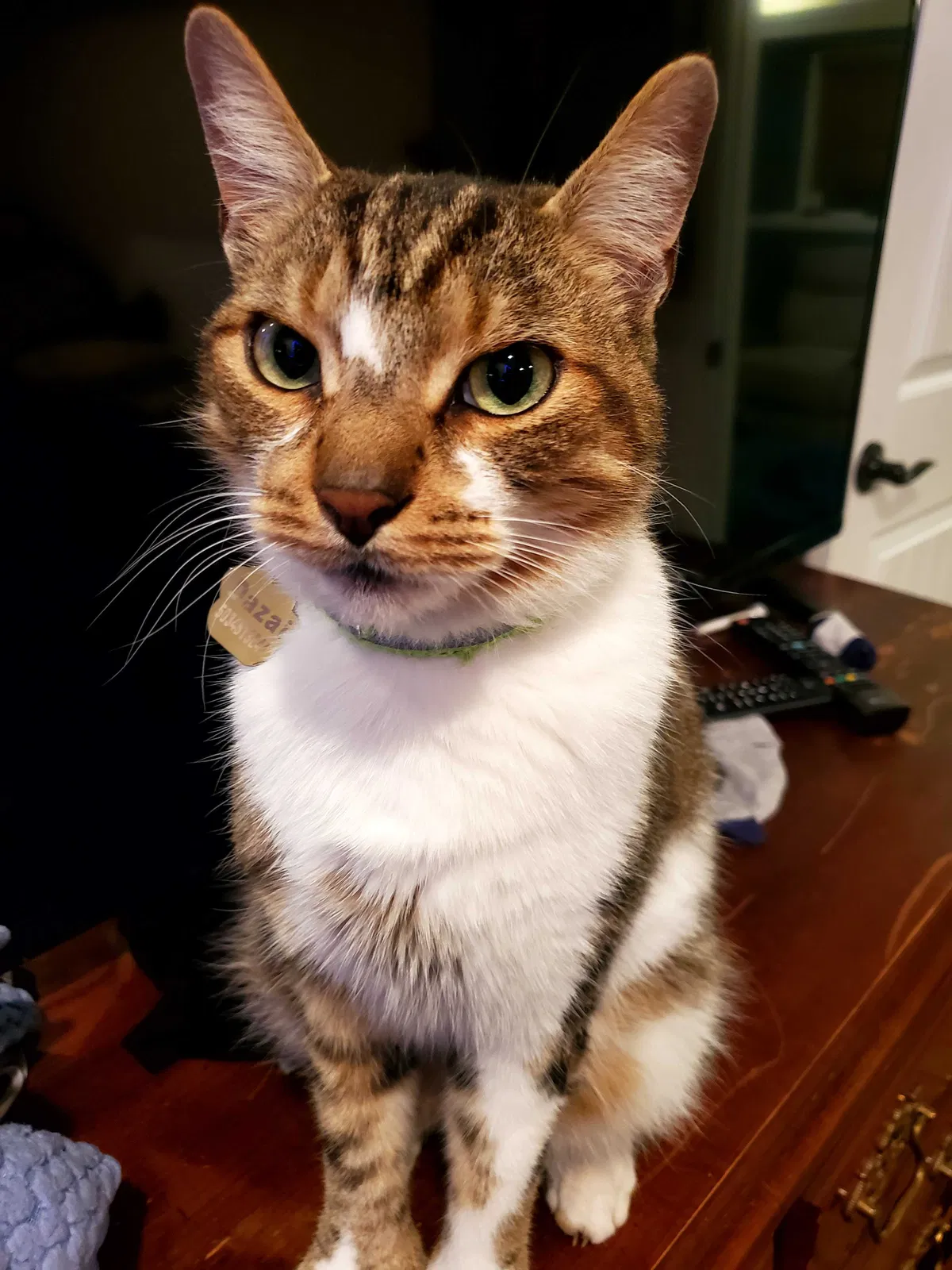 Lost cat in Gresham, OR, 97080