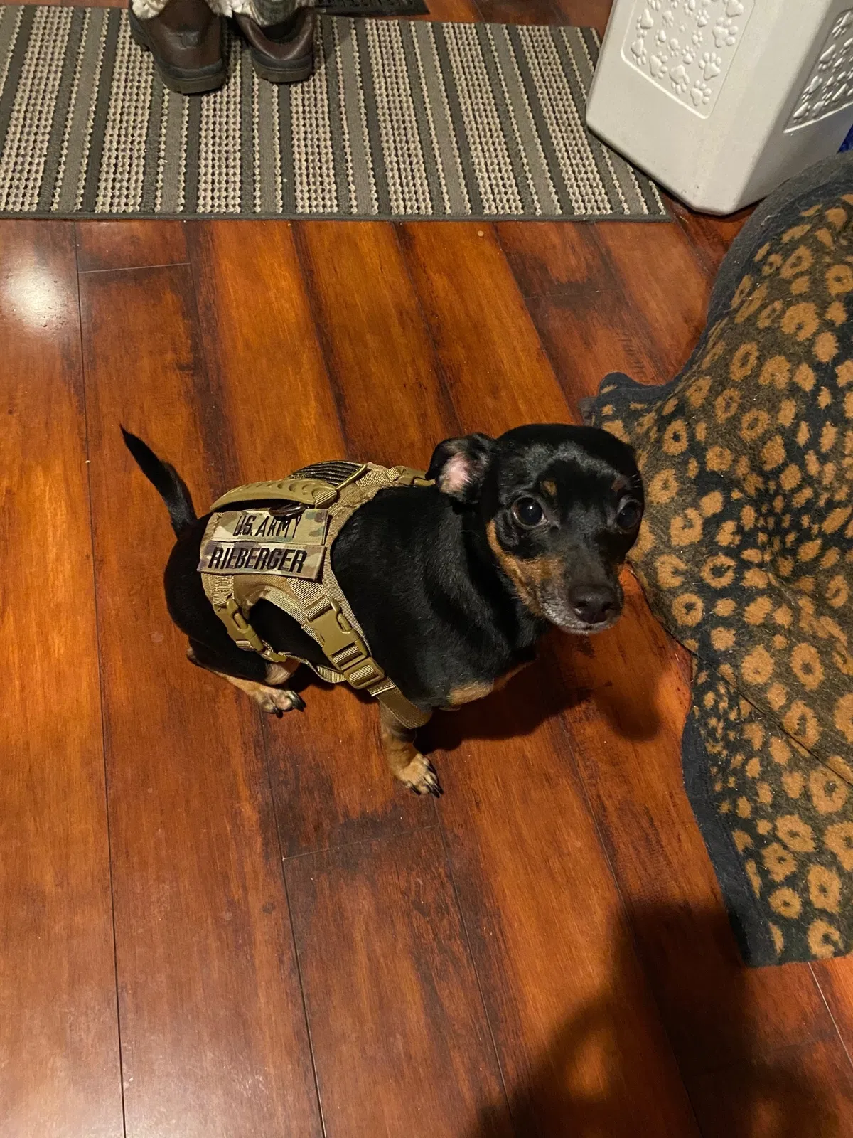 Lost dog in Westland, MI, 48186