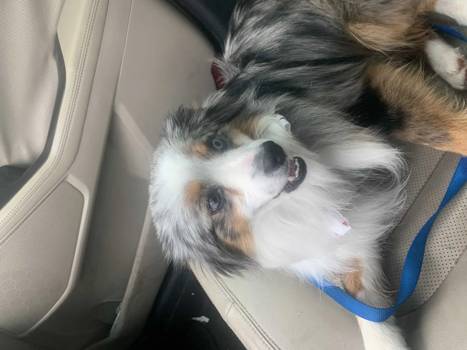 Lost dog in Saint Joseph, MO, 64503