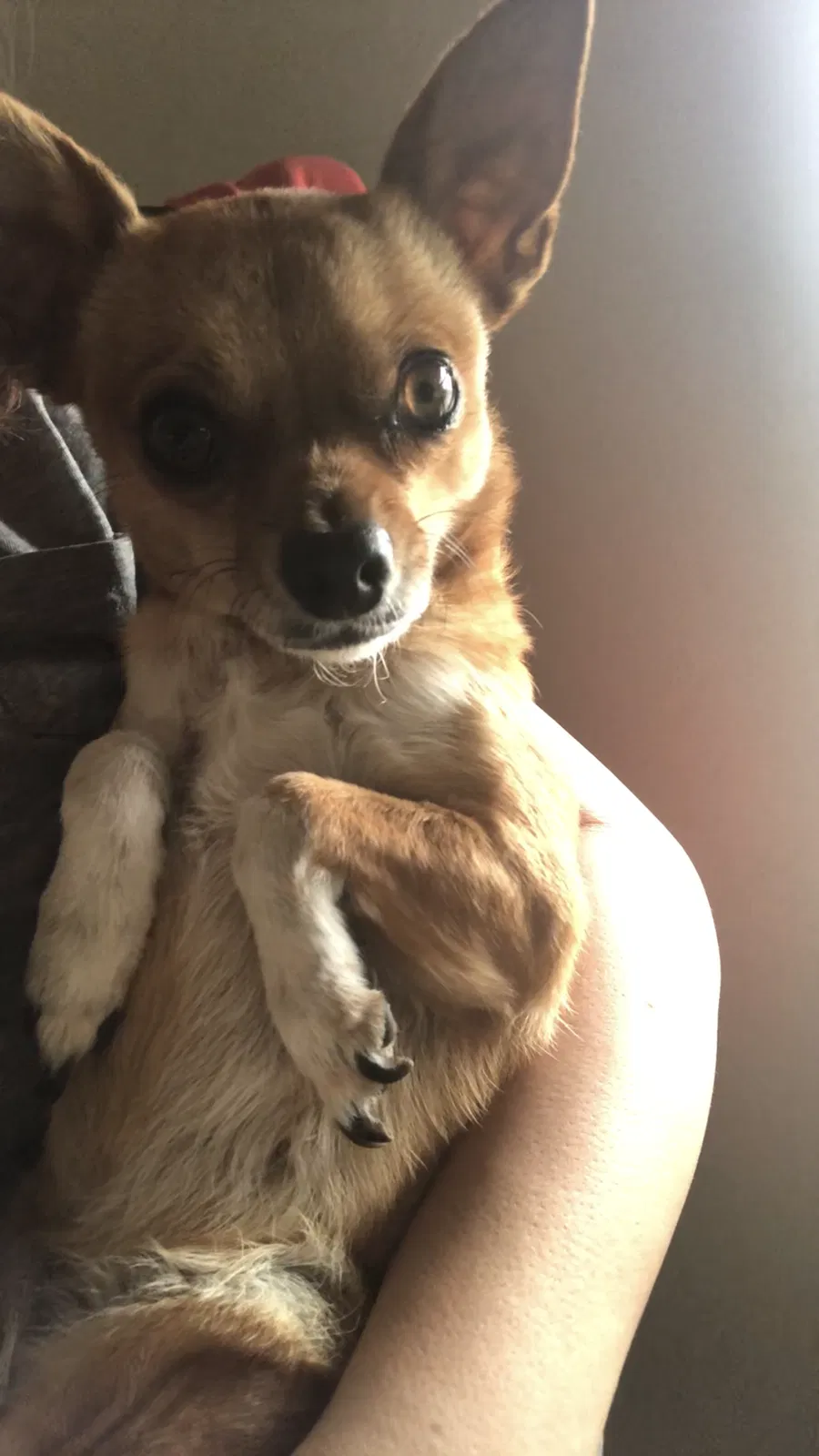 Lost dog in Tucson, AZ, 85713