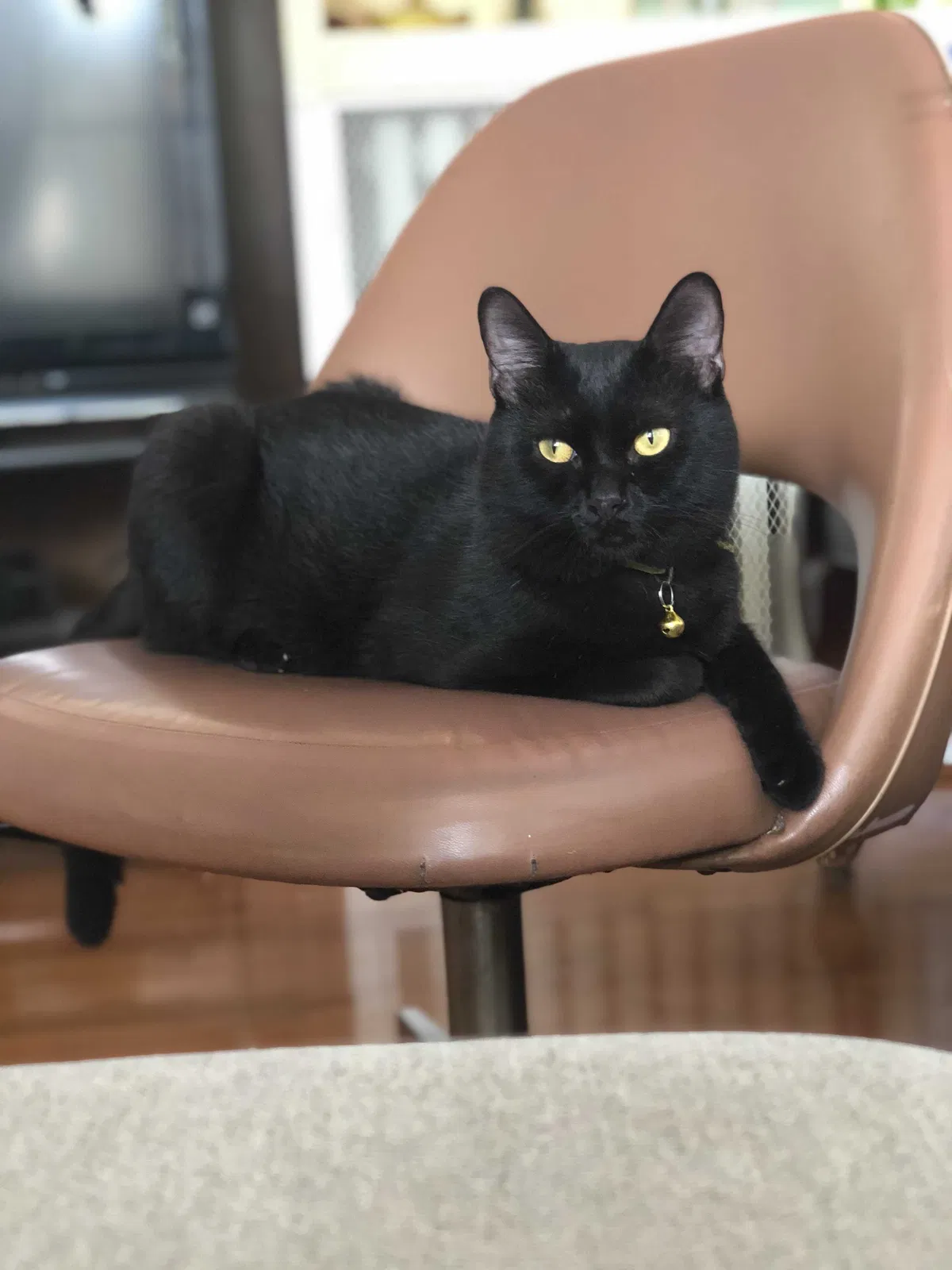 Lost cat in Bridgeport, CT, 6610