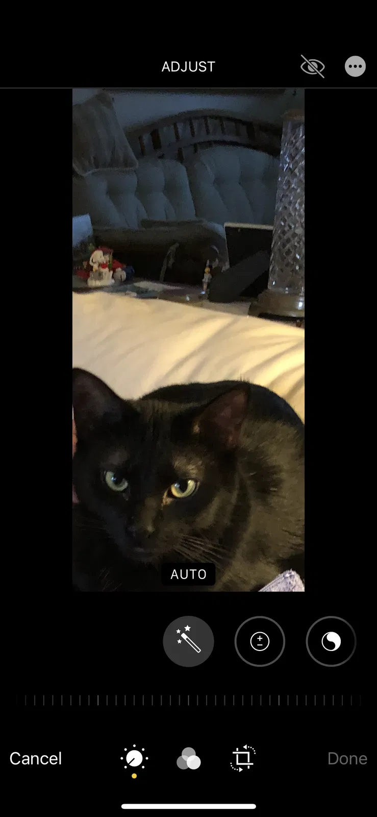 Lost cat in Saint Paul, MN, 55124
