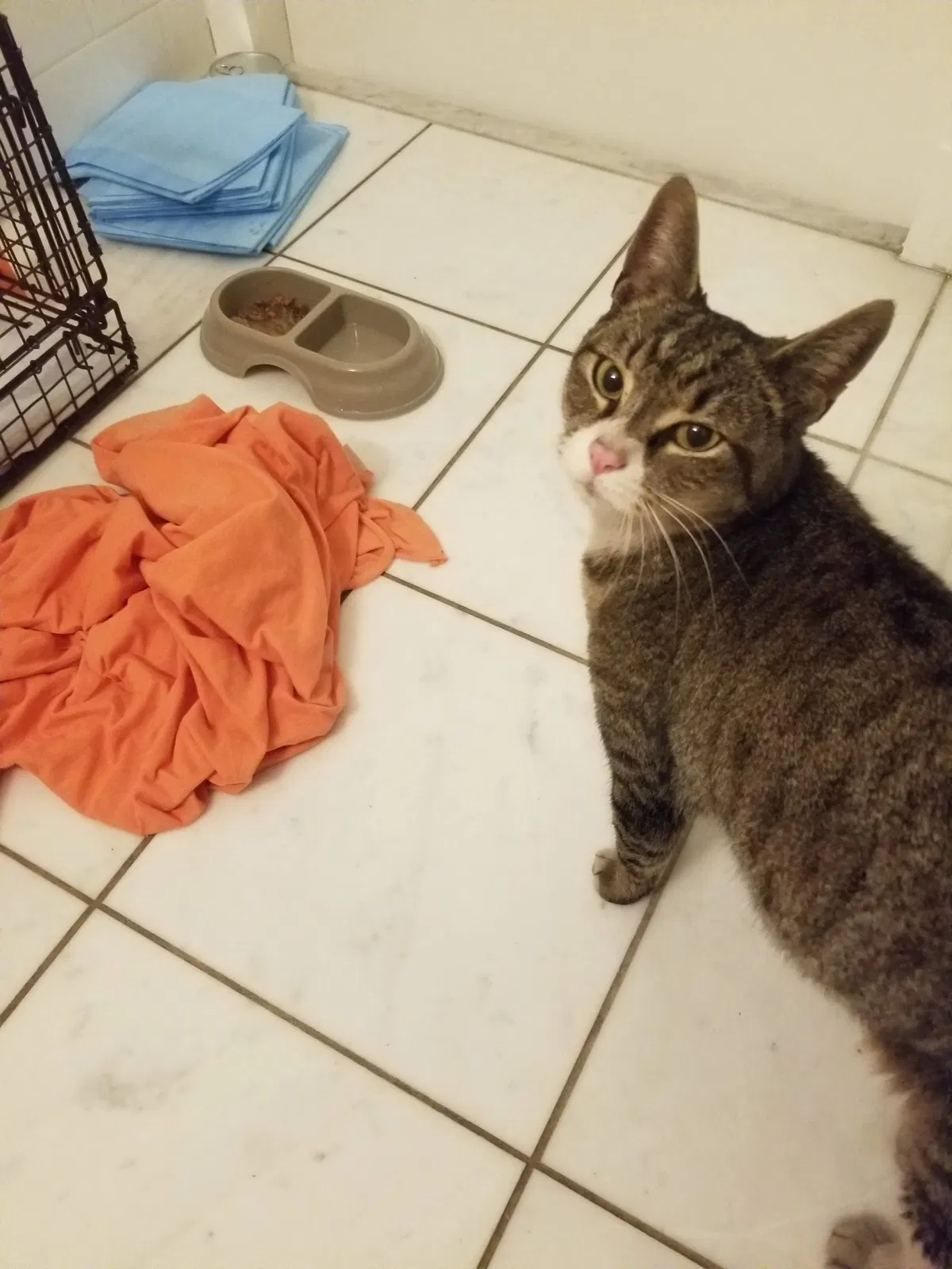 Lost cat in Brooklyn, NY, 11217