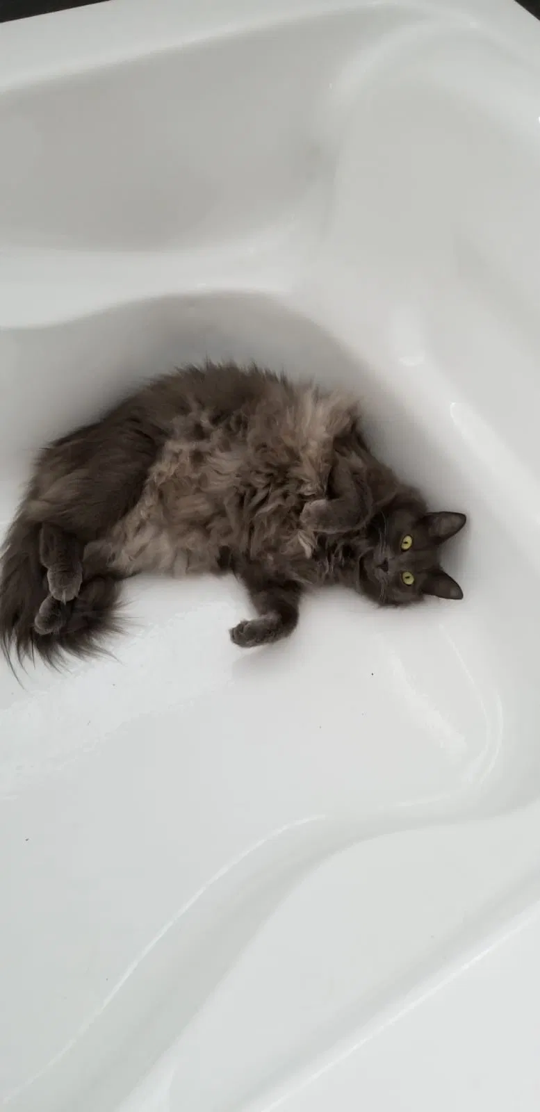 Lost cat in Orlando, FL, 32835