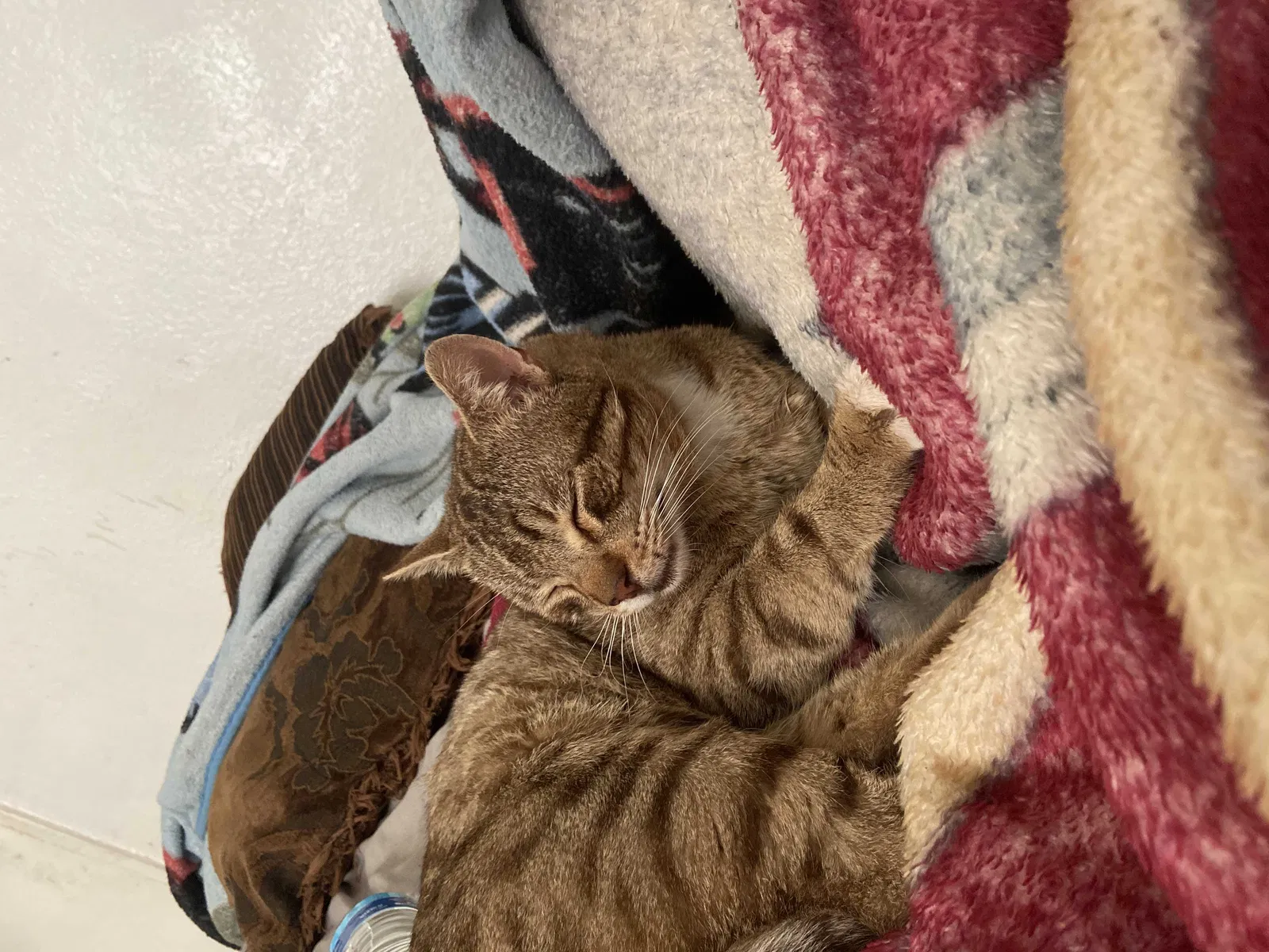 Lost cat in Citrus Heights, CA, 95621