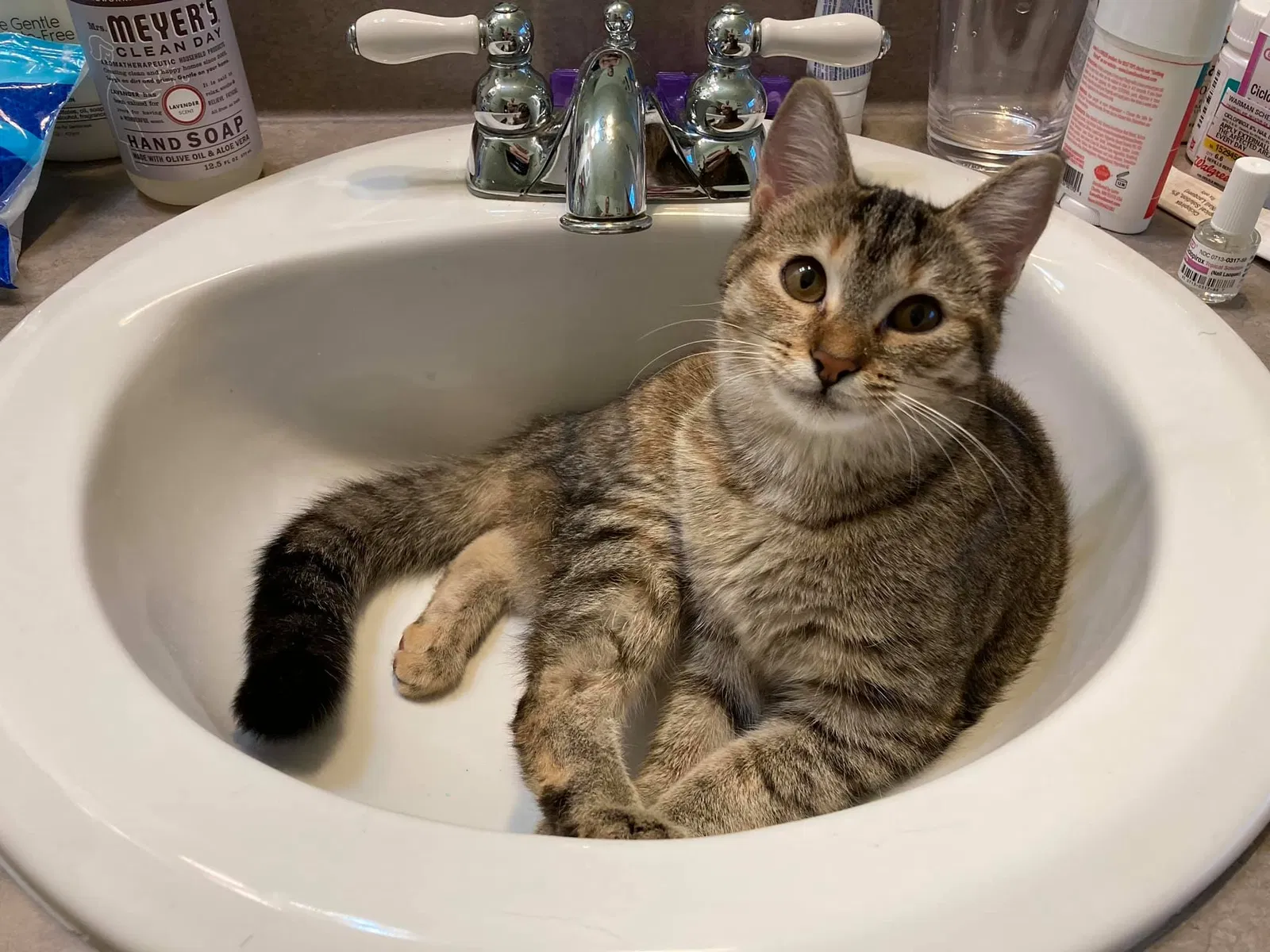 Lost cat in Decatur, GA, 30030