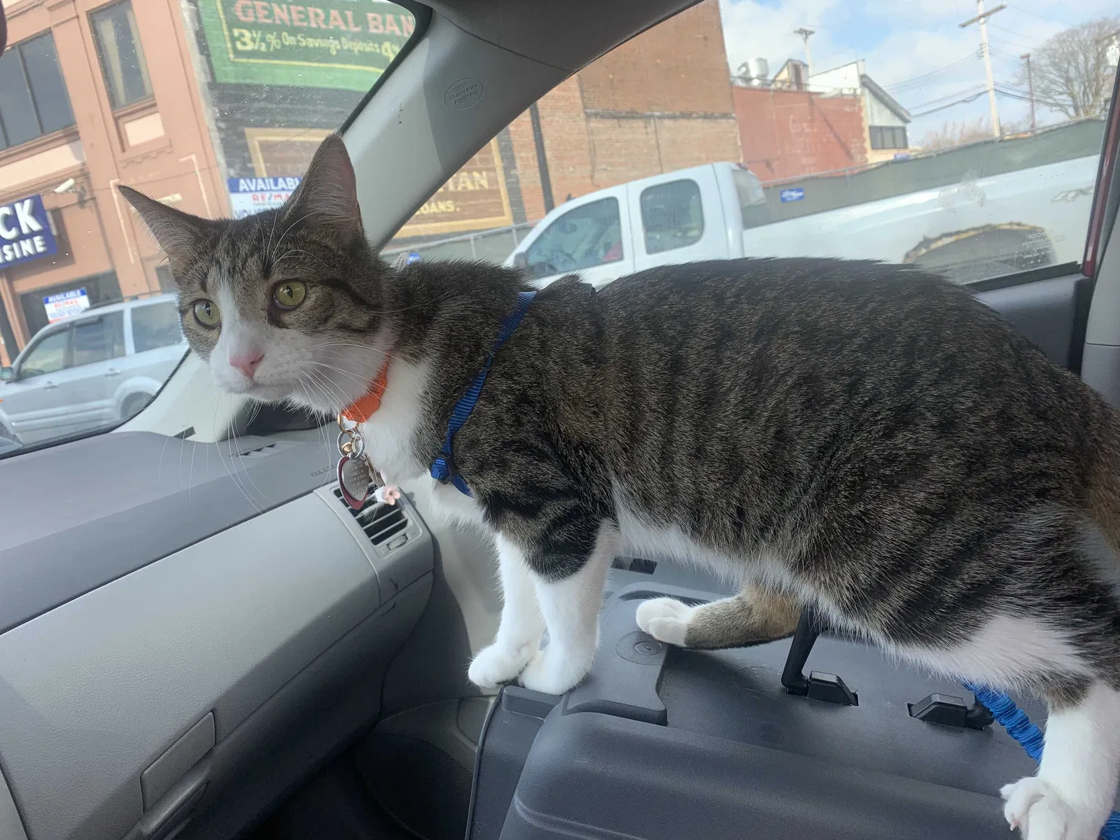 Lost cat in Dearborn, MI, 48126