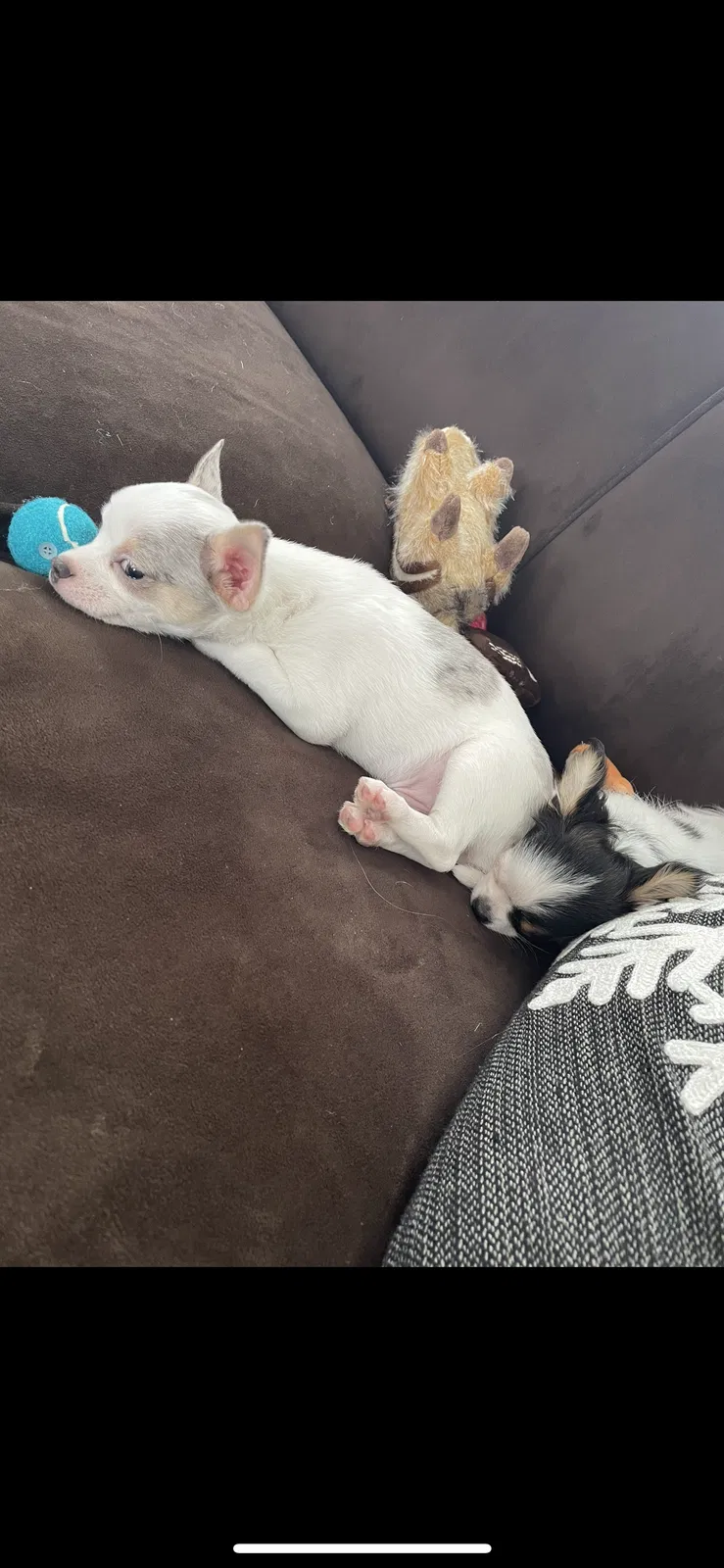 Lost dog in Massillon, OH, 44646
