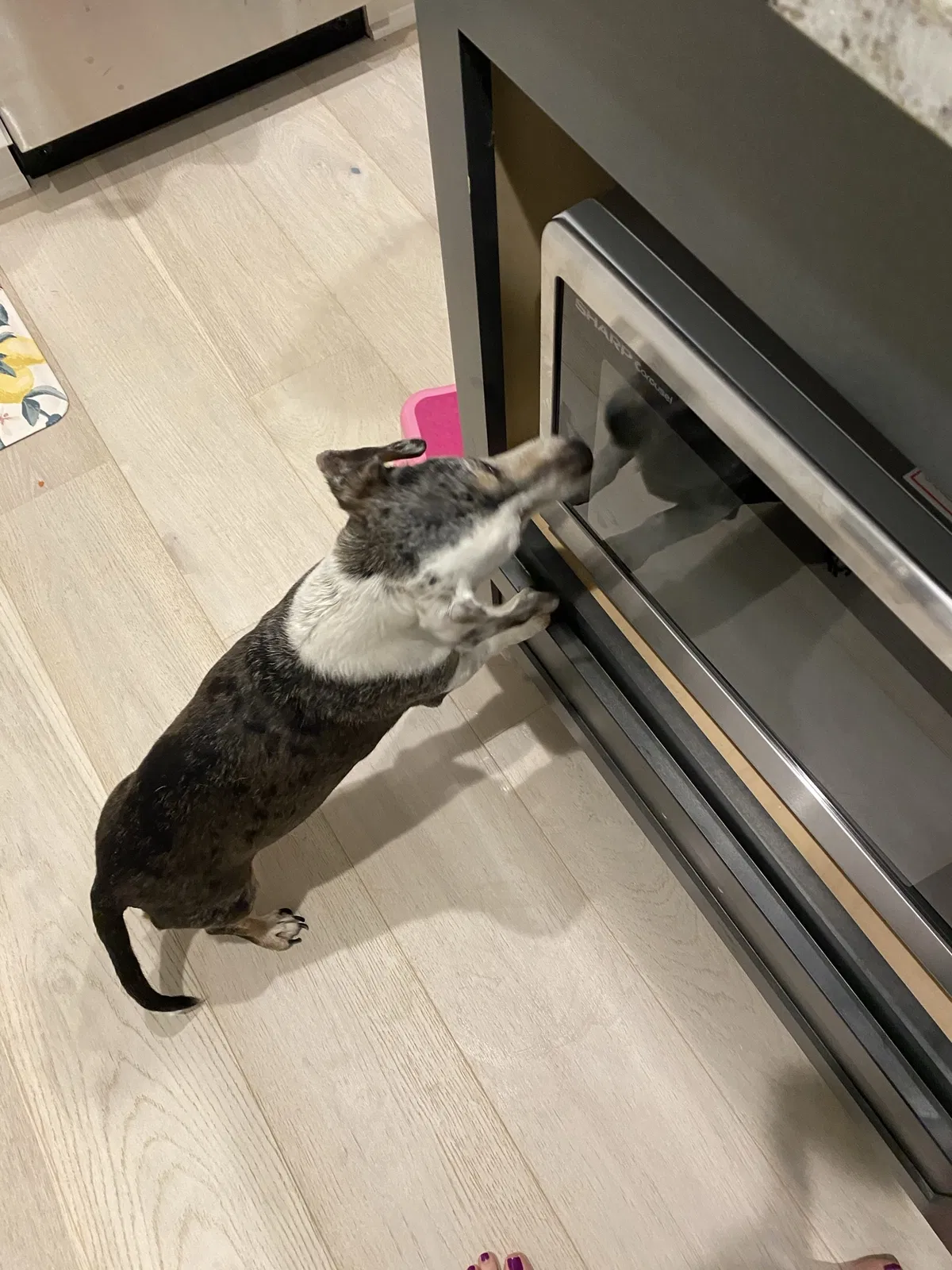 Lost dog in Mc Calla, AL, 35111