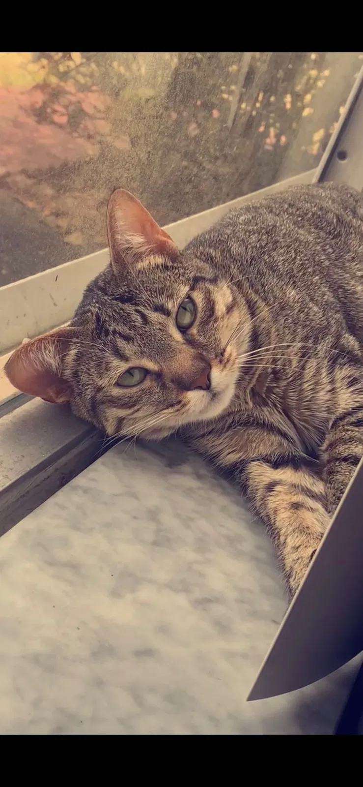 Lost cat in Miami, FL, 33183