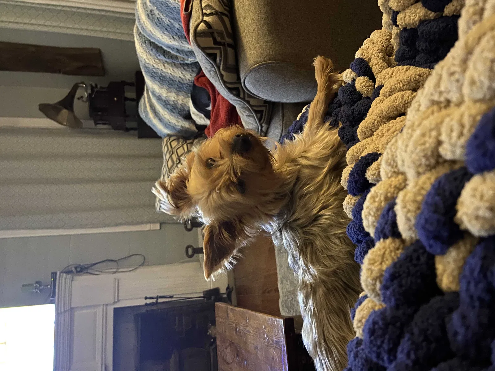 Lost dog in Clinton, LA, 70722