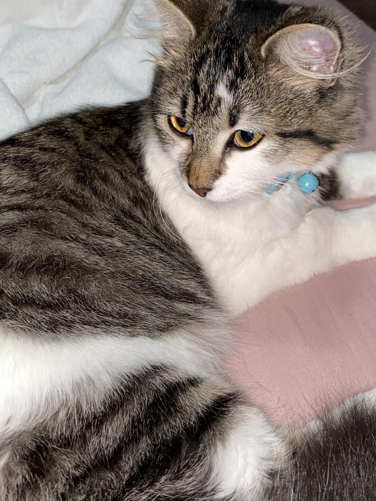 Lost cat in Douglasville, GA, 30135