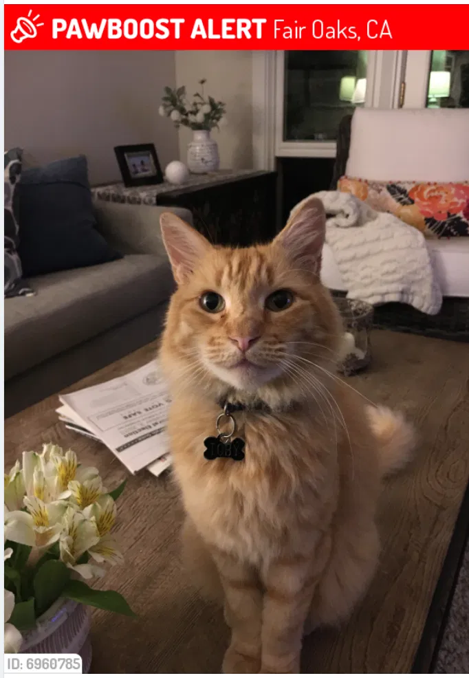 Lost cat in Fair Oaks, CA, 95628
