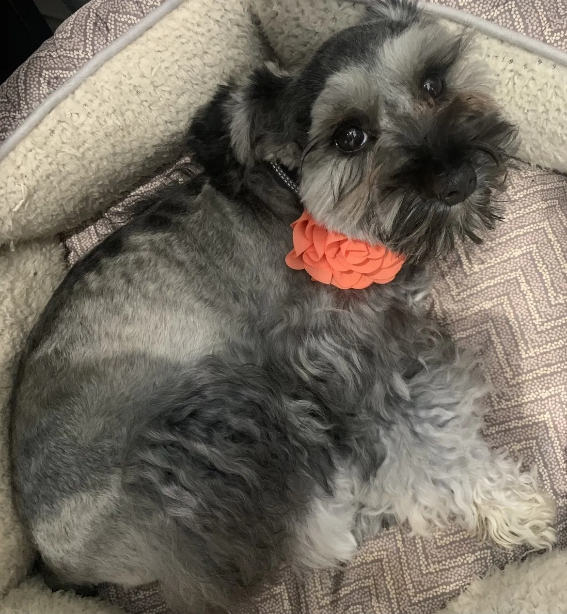 Lost dog in Oregon City, OR, 97045