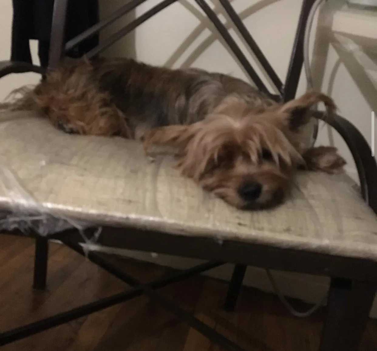 Lost dog in New Haven, CT, 6515