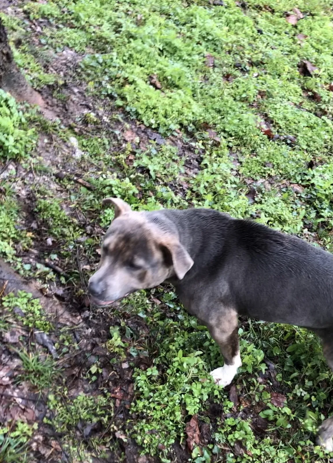 Lost dog in Shreveport, LA, 71129