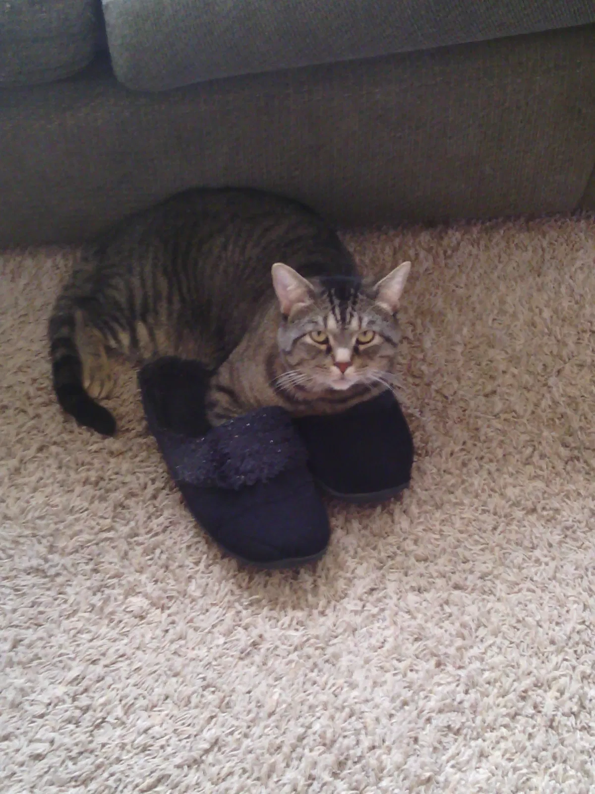 Lost cat in Oklahoma City, OK, 73110