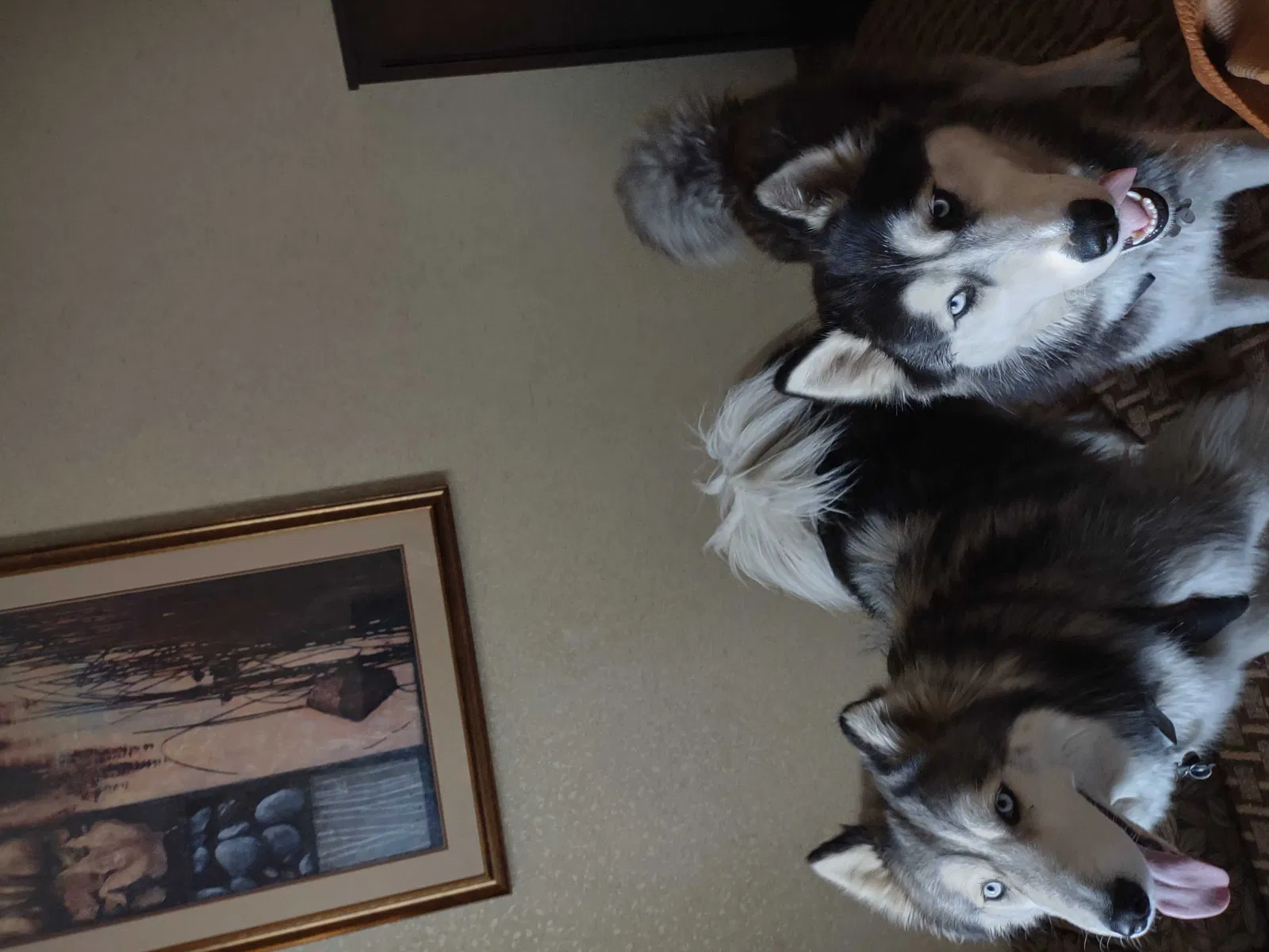 Lost dog in Coeur D Alene, ID, 83814
