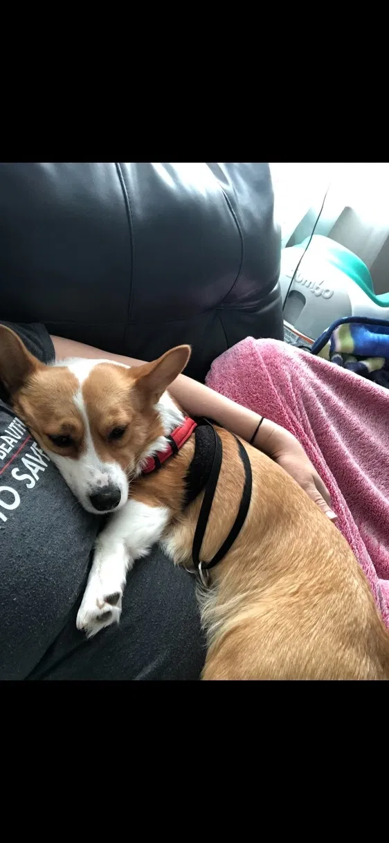 Lost dog in Cleveland, TN, 37323